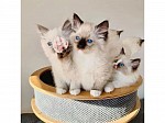 Ragdoll kittens for sale near me